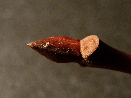 {Tilia heterophylla}